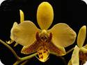 Phal. stuartiana var. nobilis
